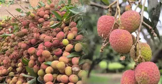 সুনিমগঞ্জের ‘লিচুর গ্রামে’ ভালো ফলন, যোগাযোগব্যবস্থার অভাবে বাজারজাতে সমস্যা